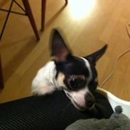 Chihuahua Lille My