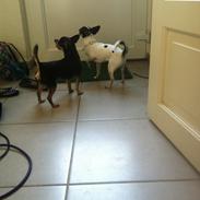 Chihuahua Lille My