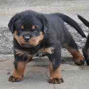 Rottweiler Heitah´s Venedi