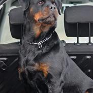 Rottweiler Heitah´s Venedi