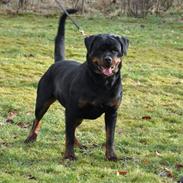 Rottweiler Heitah´s Venedi