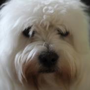 Coton de tulear Thimon