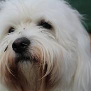 Coton de tulear Thimon
