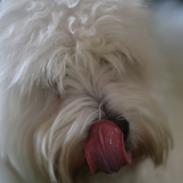 Coton de tulear Thimon