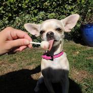 Chihuahua Emma