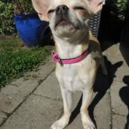 Chihuahua Emma
