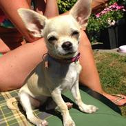 Chihuahua Emma