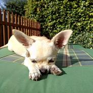 Chihuahua Emma
