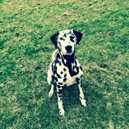 Dalmatiner Sir Toby