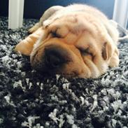 Shar pei Berta