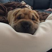 Shar pei Berta