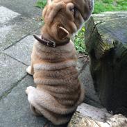 Shar pei Berta