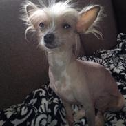 Chinese crested hårløs Gucci