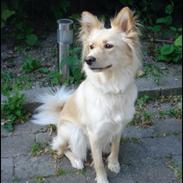 Blanding af racer Maui