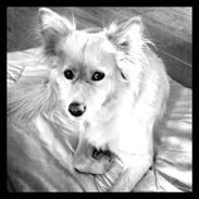 Blanding af racer Maui