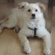 Blanding af racer Maui