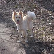 Blanding af racer Maui