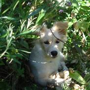 Blanding af racer Maui