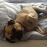 Blanding af racer Carla