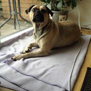 Blanding af racer Carla