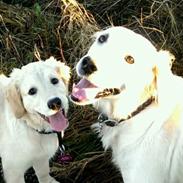 Blanding af racer Luna