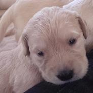 Blanding af racer Luna