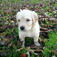 Blanding af racer Luna