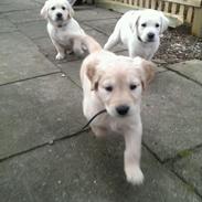 Blanding af racer Luna