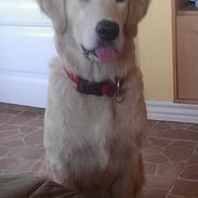 Blanding af racer Luna