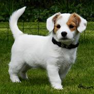 Blanding af racer 'Ribehund' Bailey