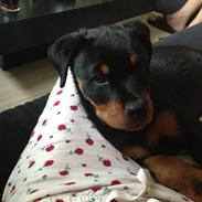 Rottweiler Anton