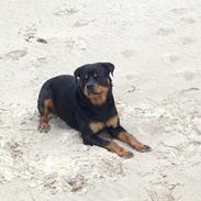 Rottweiler Anton