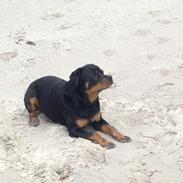 Rottweiler Anton