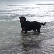Rottweiler Anton