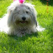 Coton de tulear Ziira