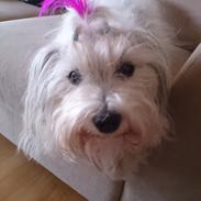 Coton de tulear Ziira