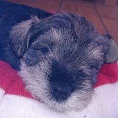 Dvaergschnauzer Ronja