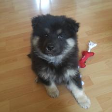Finsk lapphund Kenai (stamtavle navn Boyka)
