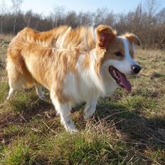 Border collie NOYTCB Split Second (Muffin)