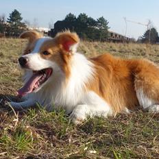 Border collie NOYTCB Split Second (Muffin)