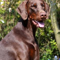 Dobermann Royal Danish Baronesse von Blixen