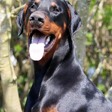 Dobermann Destiny´s Phoenix In The Spotlight aka Bentley