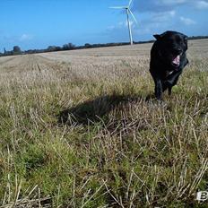 Blanding af racer Tajs