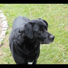 Blanding af racer Tajs