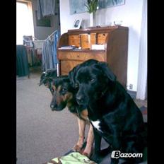 Blanding af racer Sif