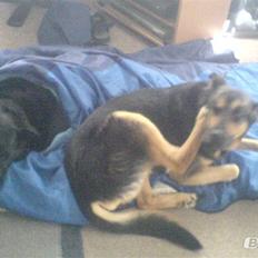 Blanding af racer Sif