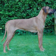 Rhodesian ridgeback Lewanika Humusha