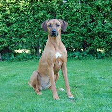 Rhodesian ridgeback Lewanika Humusha