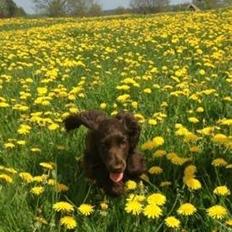Cocker spaniel Mokka
