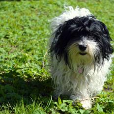 Bichon havanais Muffi